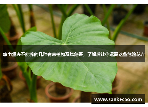 家中坚决不能养的几种有毒植物及其危害，了解后让你远离这些危险花卉